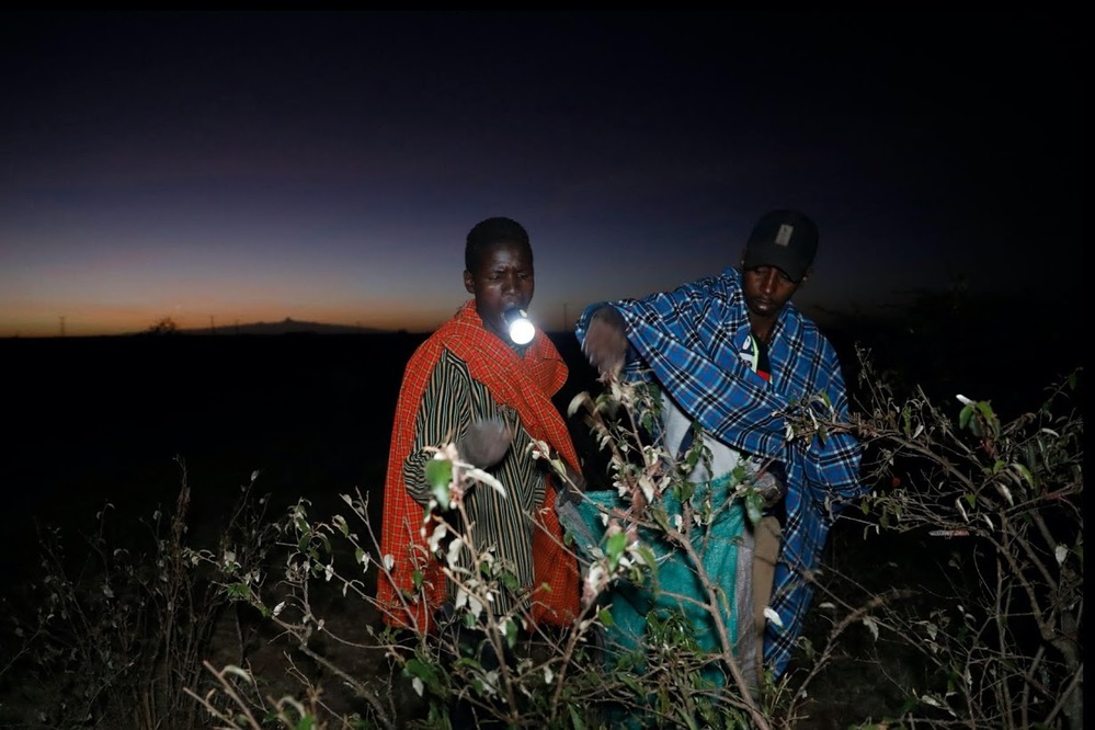  
Người Kenya soi đèn đi bắt châu chấu vào ban đêm. (Ảnh: Express)