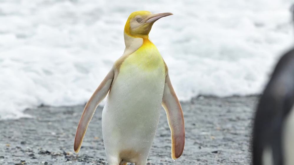  
Dáng đứng uy nghiêm của chú cánh cụt vàng qua ống kính Adams. (Ảnh: The Weather Channel)