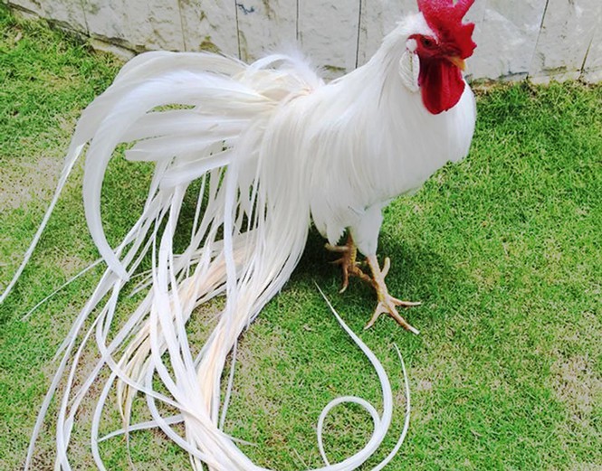  
Con gà sở hữu bộ lông trắng vô cùng đáng giá. (Ảnh: Tiền Phong)