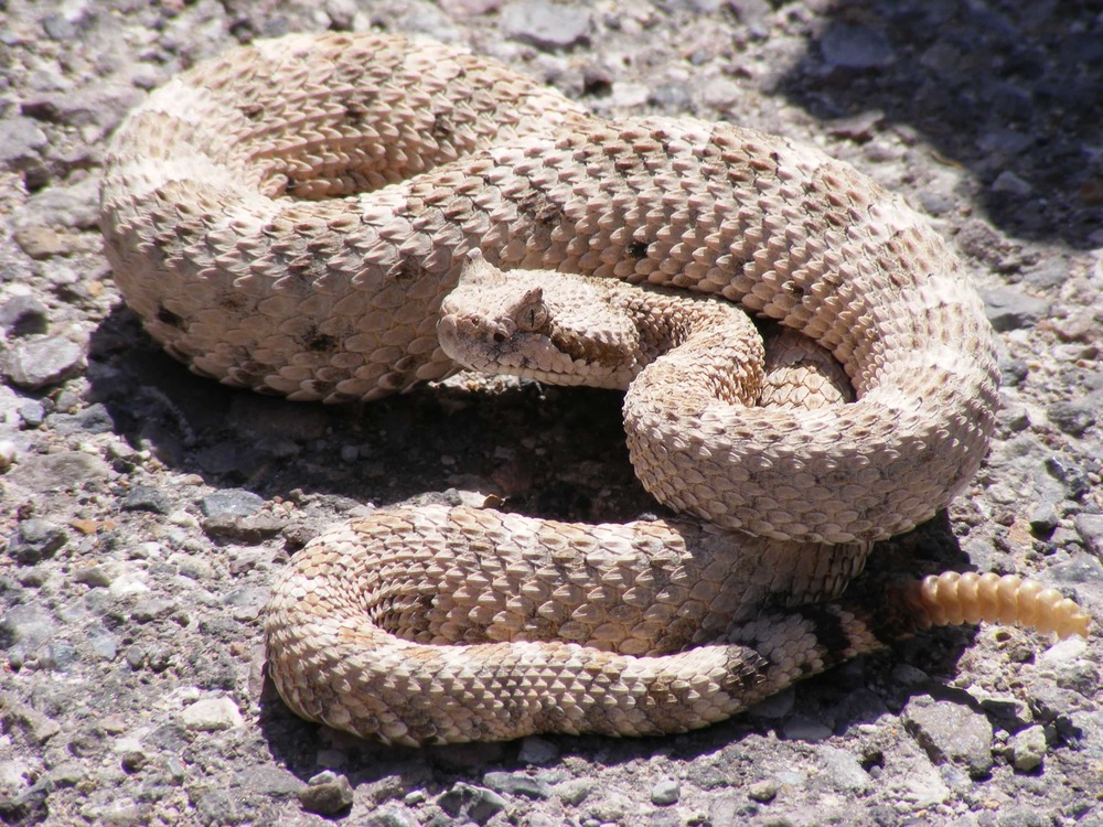  
Vết cắn của rắn đuôi chuông có thể làm tim người ngừng đập sau vài phút. (Ảnh: Wikipedia)