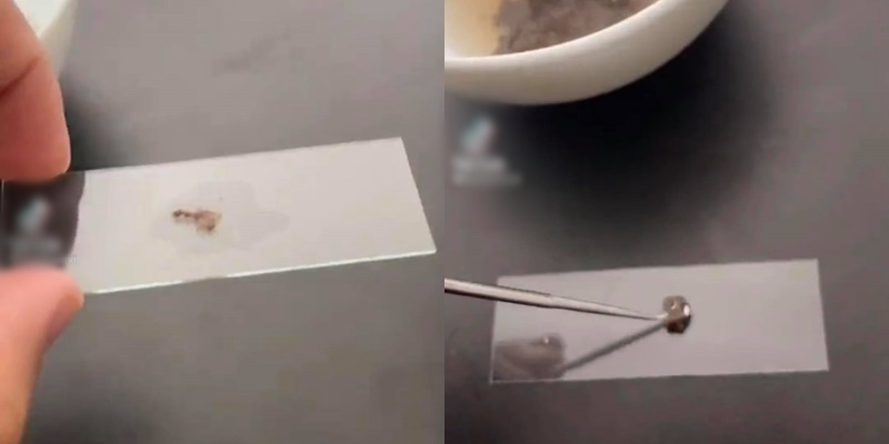TikToker chia sẻ video soi tiết luộc dưới kính hiển vi. (Ảnh: Cắt từ clip)