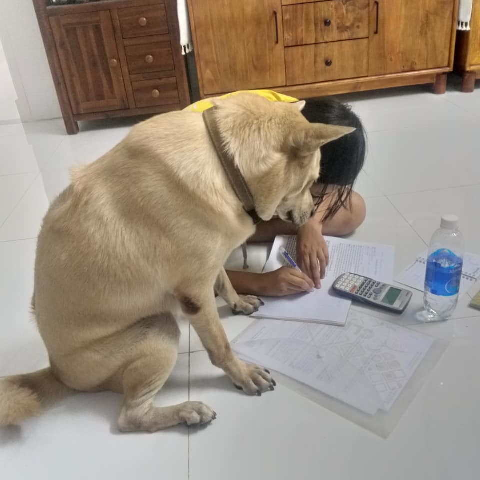  
Boss chó nhà ta cũng rất ham học hỏi nữa đấy! (Ảnh: FB M.T)