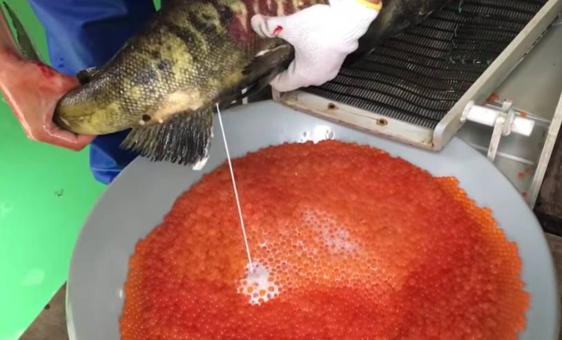  
Người nuôi dùng cá đực để nhân tạo trứng. (Ảnh: YouTube Nấu ăn Cùng Samurai)