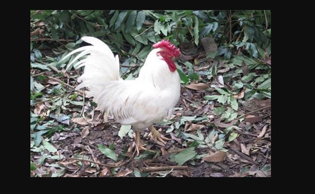  
Một gà trống trưởng thành nặng khoảng hơn 2kg trong khi gà mái chỉ dao động từ 0,9 - 1,2kg/con. (Ảnh: Dân Việt)