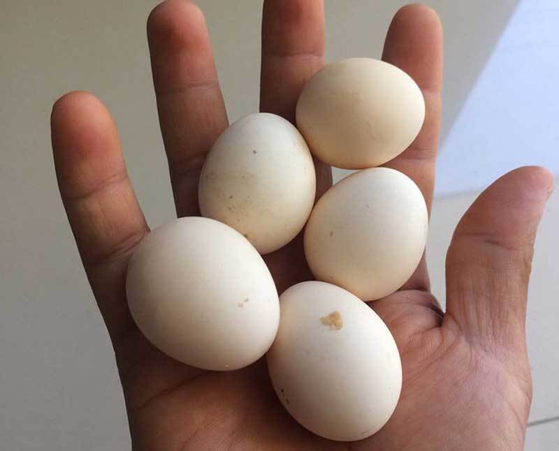  
Trứng của gà rừng trông khá nhỏ. (Ảnh: Tiêu dùng)