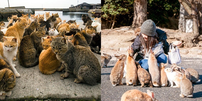  
Đảo mèo hay đảo thỏ rất thu hút khách du lịch. (Ảnh: Matcha Jp)