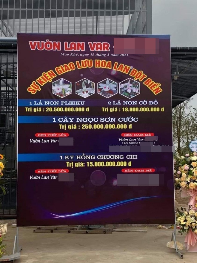  
Phi vụ chuyển nhượng lan đột biến ở Quảng Ninh gây chấn động giới chơi lan. (Ảnh: VietNamNet)