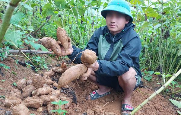  
Những củ khoai sâm được coi là đặc sản quý giá của Lào Cai.(Ảnh: Dân Việt)