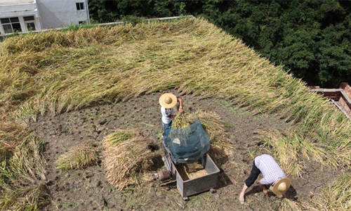  
Nhiều gia đình Châu Á lựa chọn trồng lúa trên nóc nhà. (Ảnh: Sohu)