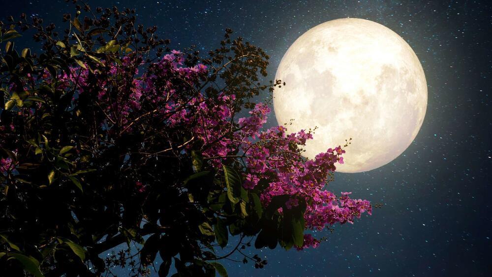 
Hình ảnh mô phỏng siêu trăng hồng tuyệt đẹp. (Ảnh: Live Science)