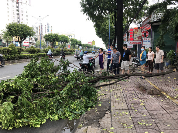  
Mưa lớn làm cành cây gãy đổ ở TP. Hồ Chí Minh. (Ảnh: Thanh Niên)