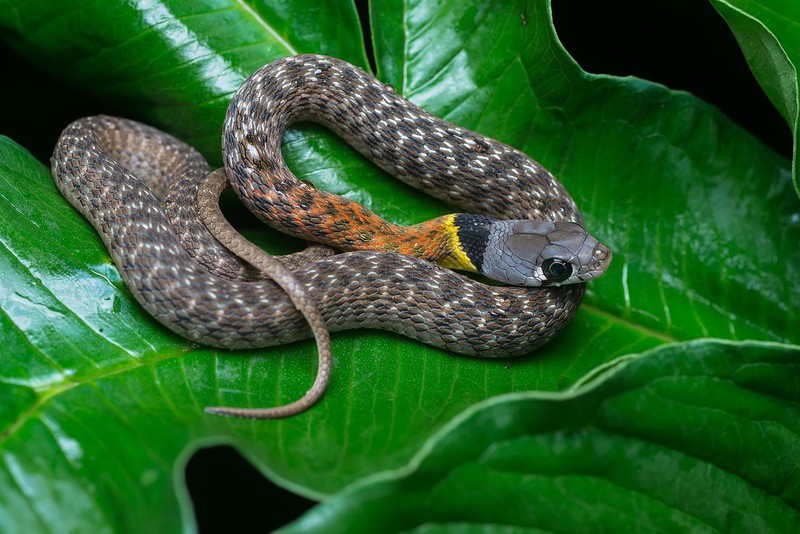  Hiện nay nhiều người nuôi loài rắn này làm thú cưng mà không biết rằng nó rất nguy hiểm. (Ảnh: Pháp luật thành phố Hồ Chí Minh)
