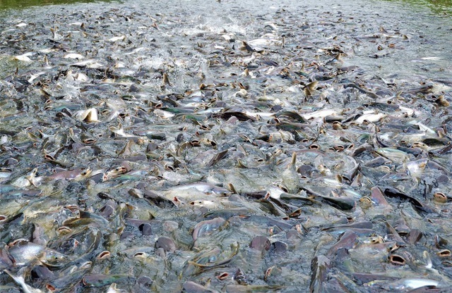 
Cứ đến giờ ăn là hàng ngàn con cá lại tụ họp lại. (Ảnh: Vietnamnet)