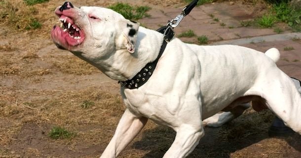  
Chó Pitbull là loài động vật dễ gây nguy hiểm cho con người. (Ảnh: VTC)
