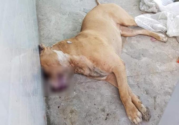  
Kết cục của con chó Pitbull là bị "xử hạ" sau khi cắn người. (Ảnh: 2sao)
