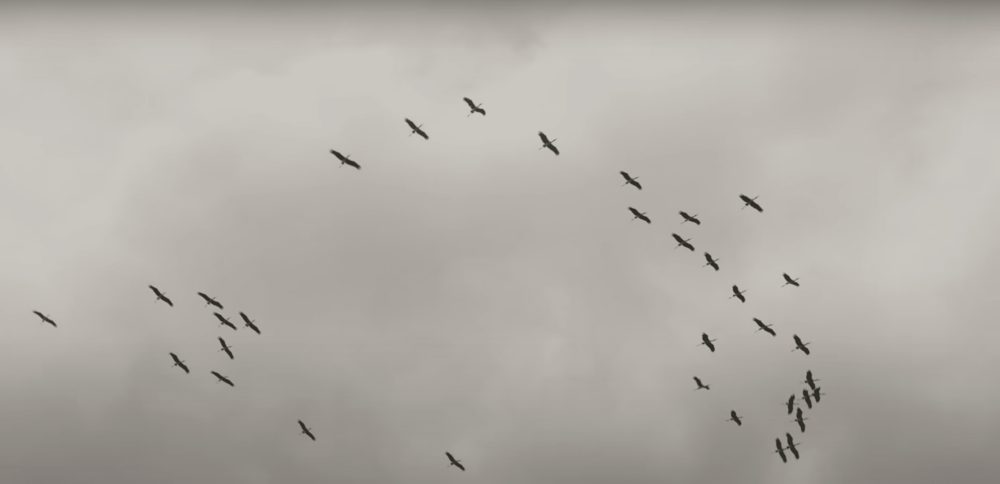  
Đàn chim góp mặt trong MV. (Ảnh: Cắt từ clip) - Tin sao Viet - Tin tuc sao Viet - Scandal sao Viet - Tin tuc cua Sao - Tin cua Sao