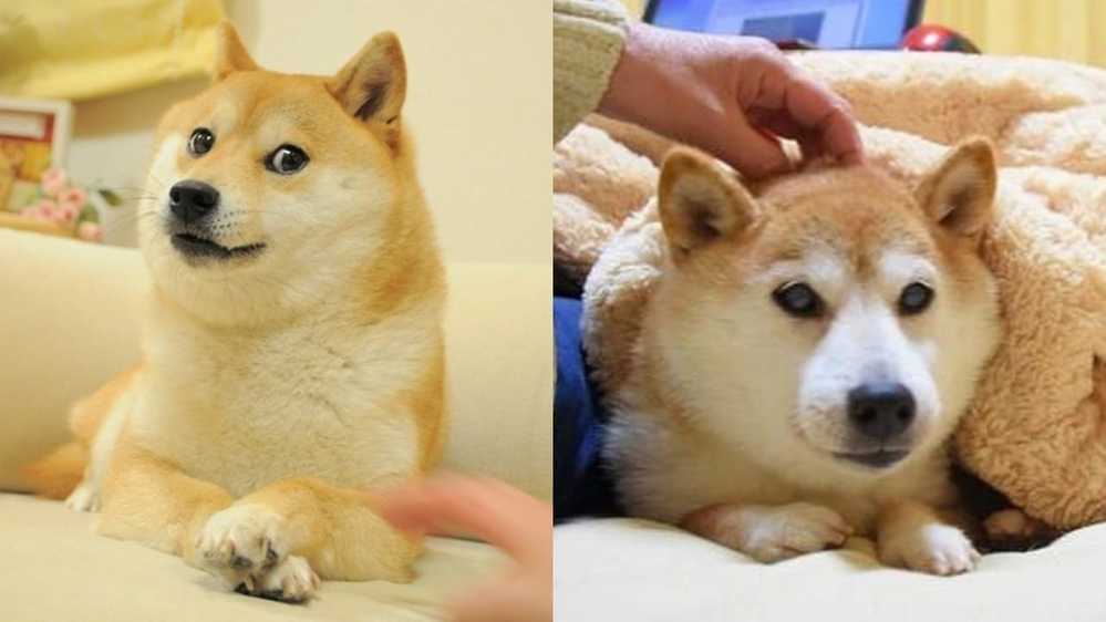  
Chú chó được in trên đồng tiền Dogecoin là meme Doge nổi tiếng (Ảnh minh họa Pinterest)