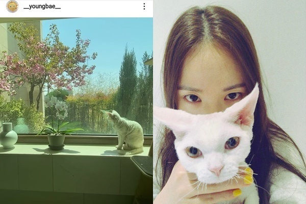  
Trước đây chú mèo Jelly nhà Taeyang - Min Hyo Rin thường xuất hiện trên trang của Taeyang lẫn bà xã. Ảnh: IGNV