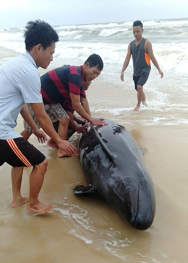  
Hình ảnh cá voi mắc cạn trên bờ được các ngư dân giúp đỡ, thả về biển khơi. (Ảnh: Tuổi Trẻ Online)