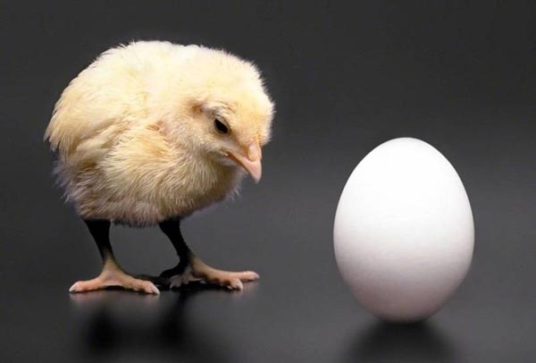  
Bạn nghĩ trứng hay gà có trước? (Ảnh minh họa: Pinterest)