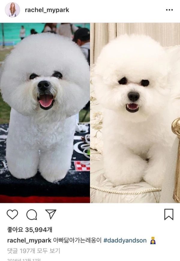  
Park Min Young chia sẻ hình ảnh hai chú chó giống nhau. (Ảnh: Chụp màn hình)