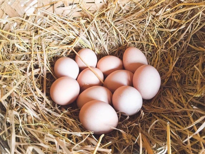  
Chất OC-17 từ gà mái giúp cấu tạo nên vỏ trứng. (Ảnh minh họa: Pinterest)