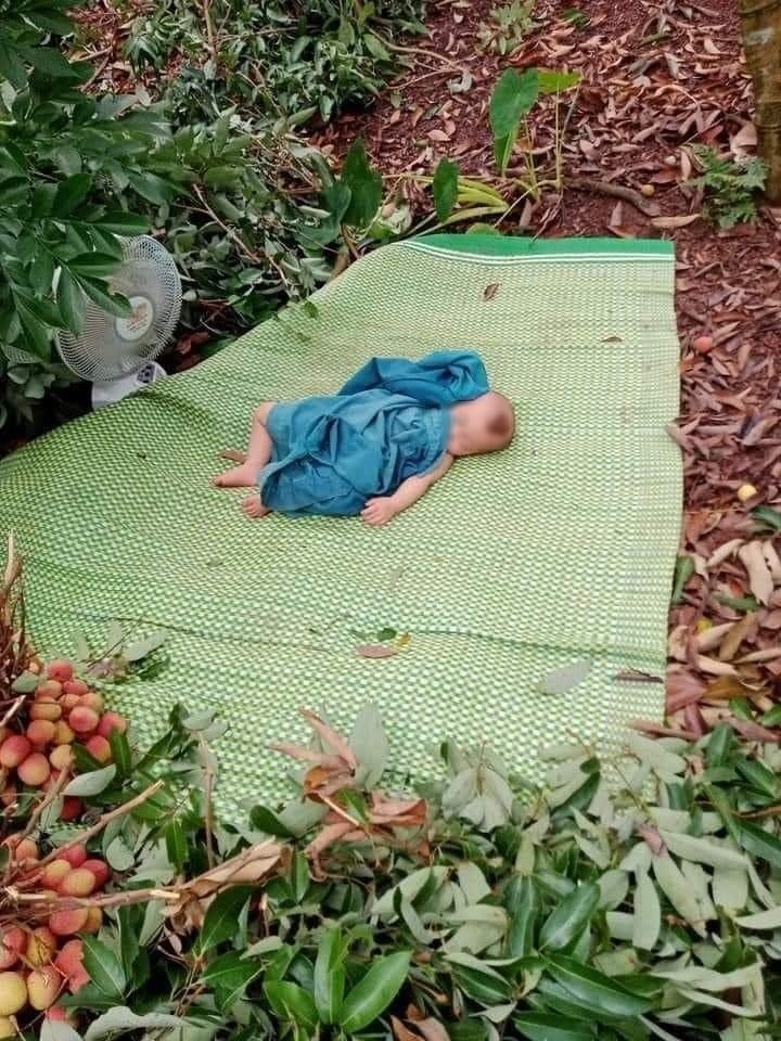  
Em bé ngủ ngon lành giữa vườn vải. (Ảnh: TNBG)