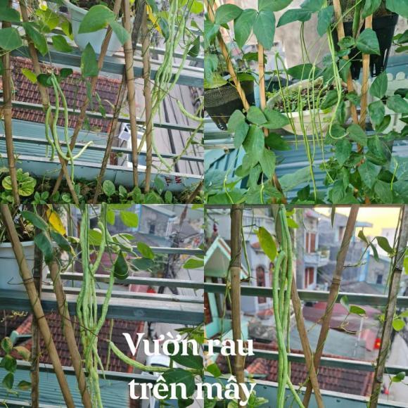  Vườn rau do đôi vợ chồng tự tay trồng. (Ảnh: 2Sao)