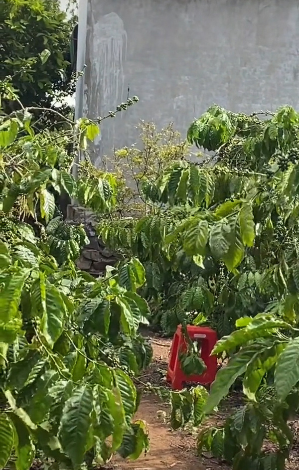 Chiếc ghế để lái chuyển đồ ăn thừa. (Ảnh cắt từ clip) Về quê tách biệt, người con gái được bao trùm mẹ cho "cắm trại" 1 mình giữa khu vườn đầy cà phê và chôm chôm - Ảnh 3.