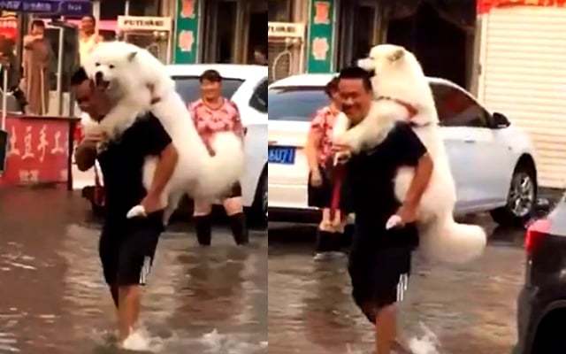  
Chú chó vì sợ nước nên được anh chủ đèo qua đường. (Ảnh: Baidu)