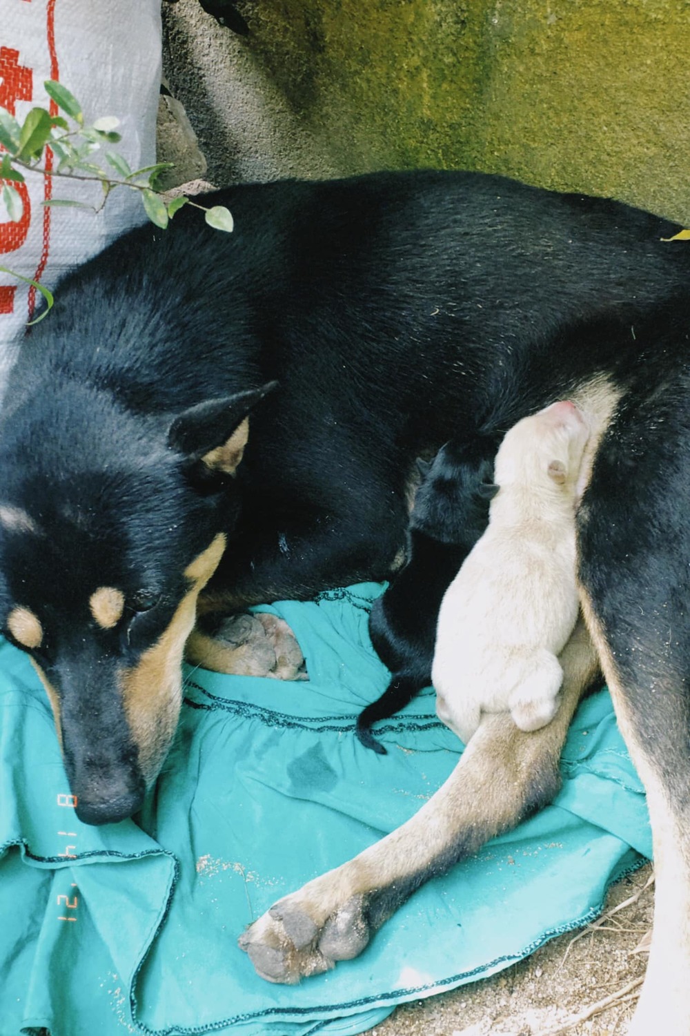  
Chó mẹ đẻ được 2 chú cún xinh xắn. (Ảnh: FB N.T.T.V)