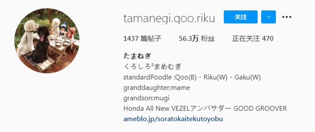  
Tài khoản Instagram của bà nội thu hút hơn 560.000 lượt theo dõi. (Ảnh: Toutiao)