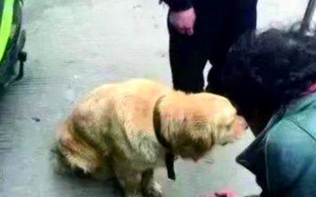  
Cuối cùng Đậu Đỏ được cảnh sát đưa về huấn luyện thành chó quân đội. (Ảnh: Sohu)