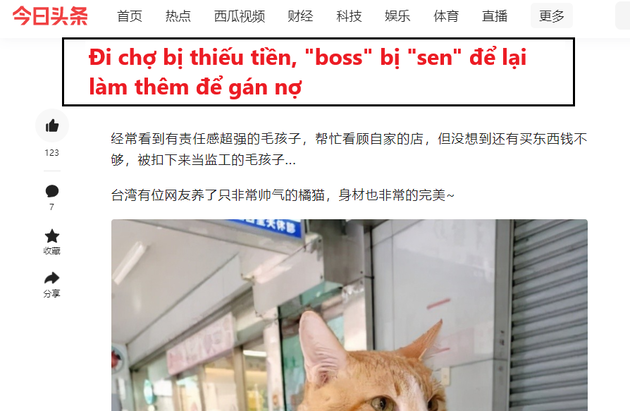 
Chú mèo Giai Giai đã thu hút nhiều sự quan tâm của cộng đồng mạng. (Ảnh: Chụp màn hình)