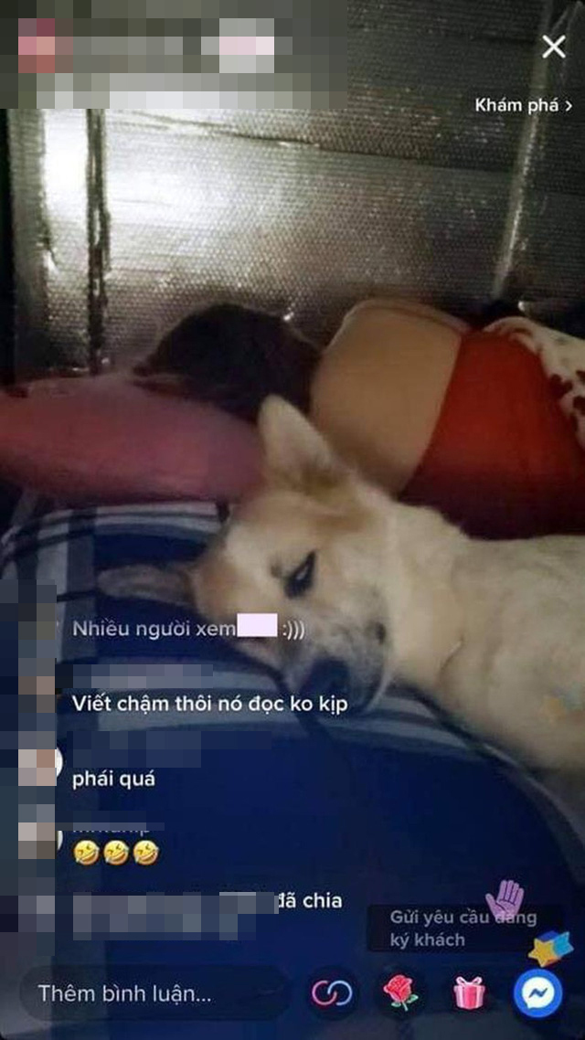 Chú chó ngủ thôi cũng thu hút lượt xem lớn. (Ảnh: Livestream)