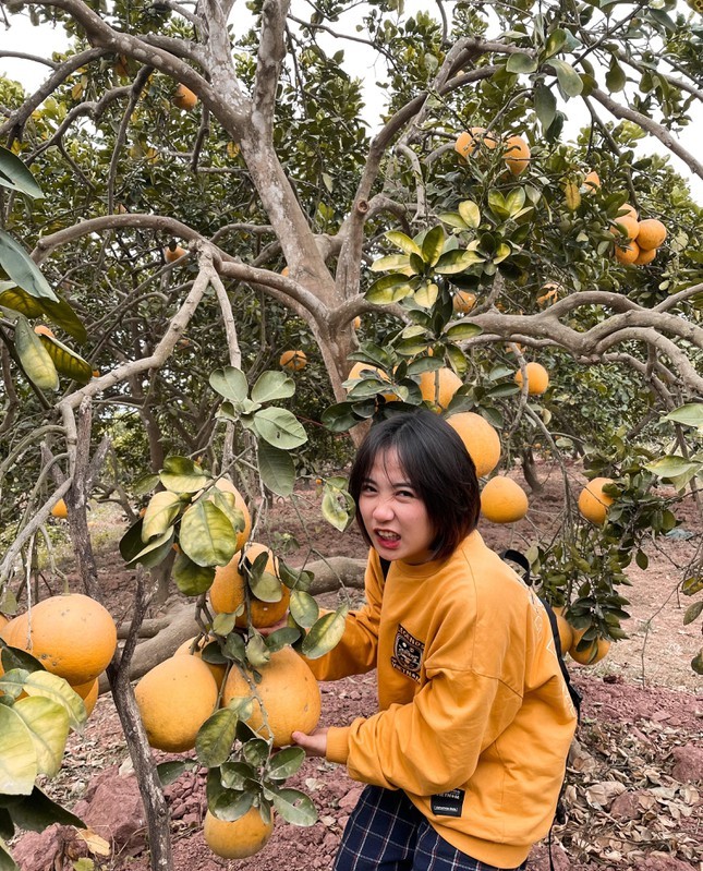  
Tiểu Màn Thầu trong khu vườn trĩu quả của gia đình.