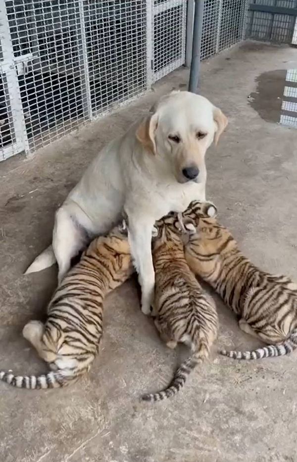  
Mọi người đều ngạc nhiên khi mẹ chó và hổ con sống rất hòa thuận. (Ảnh: Toutiao)