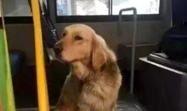  
Chú chó đã chặn cửa xe buýt không cho ai lên để tìm ông cụ. (Ảnh: Sohu)