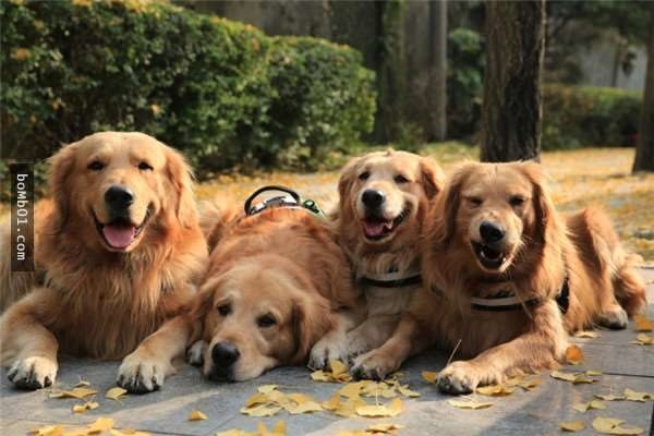  
4 con vật làm gì cũng có nhau. (Ảnh: Weibo)