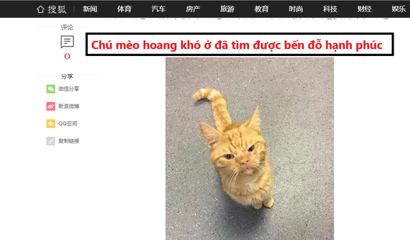  
"Chiếc" mèo hoang nổi tiếng vì cơ mặt khó ở tự nhiên. (Ảnh: Chụp màn hình)