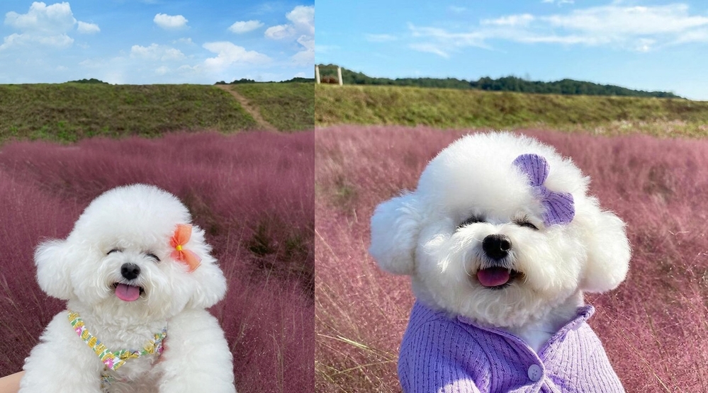  
Cô chó xinh tươi như một bông hoa. (Ảnh: Instagram)