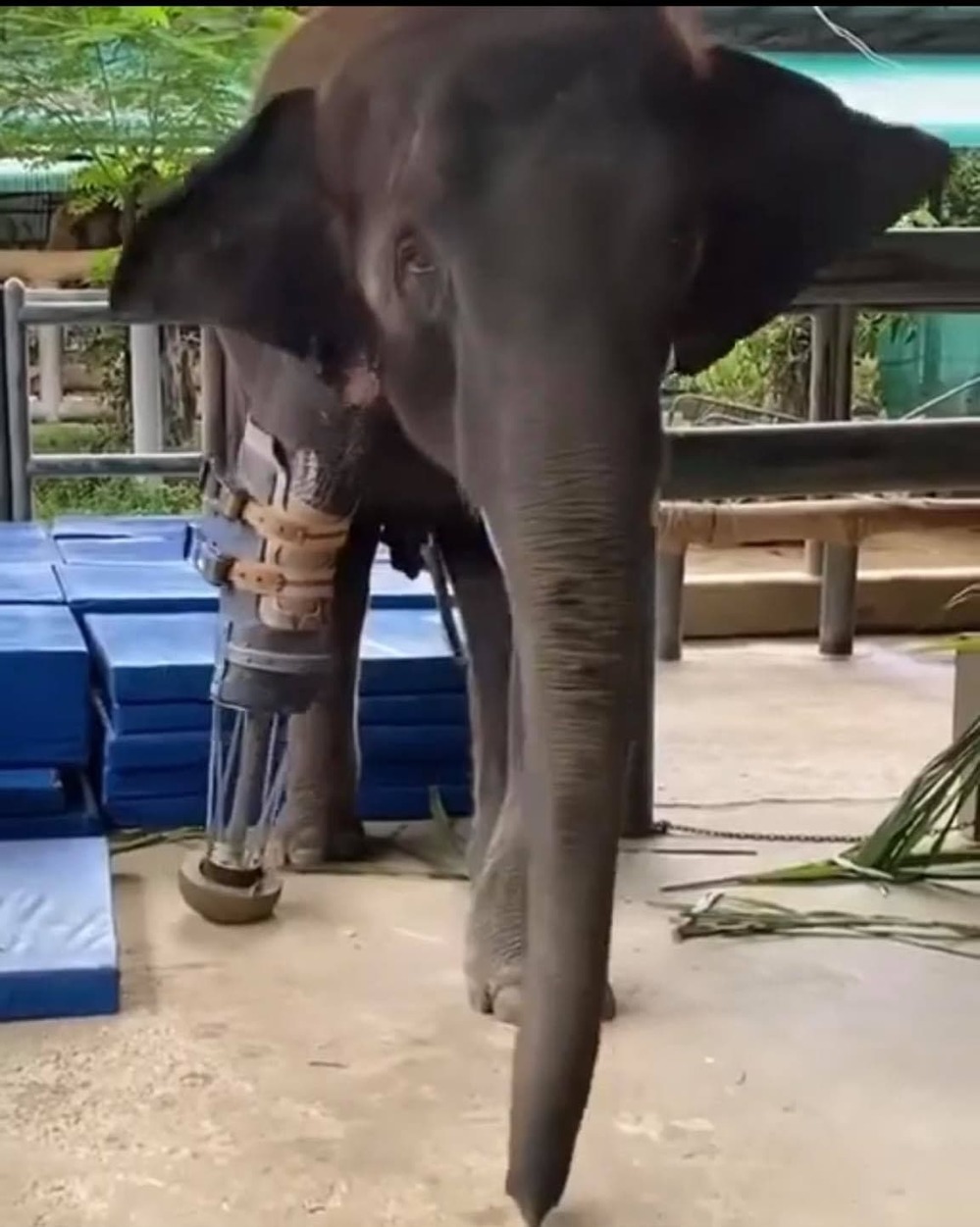  
Cô voi đã có chân giả giúp việc đi lại dễ dàng hơn. (Ảnh: Chụp màn hình)