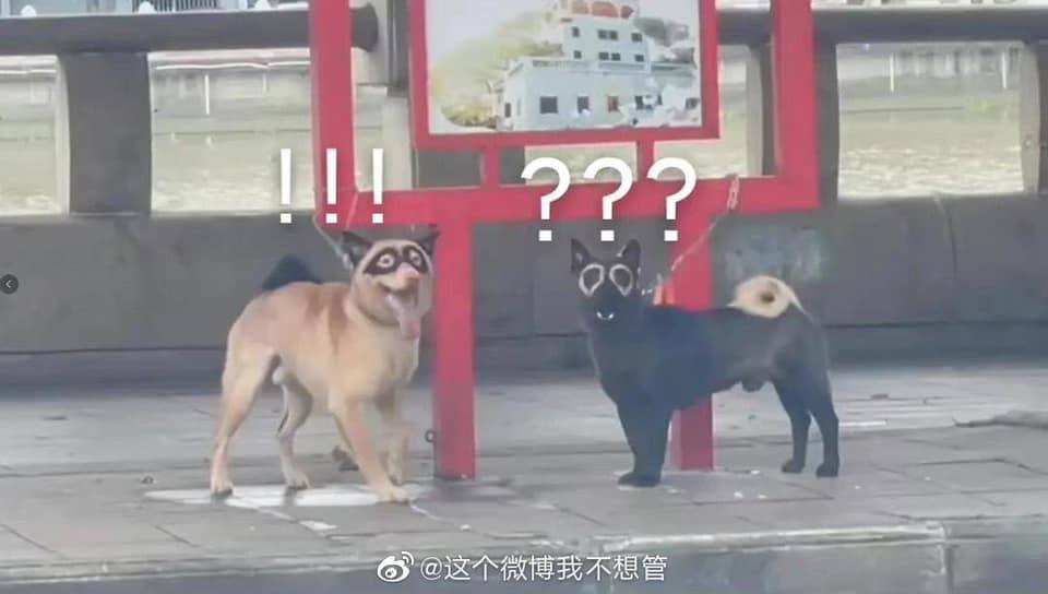 Xem hình chó trắng và chó đen để chứng kiến sự tương phản đầy thú vị giữa hai chú cún đáng yêu này.