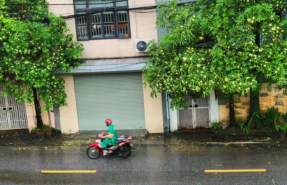  Mùi hoa sữa đậm hơn trong những ngày lặng gió. Vào ban đêm mùi hương nồng nặc hơn, khiến nhiều người mất ngủ.