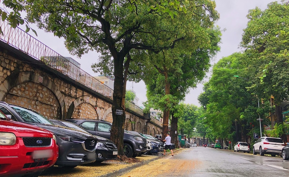  Hàng cây hoa sữa trên phố Phùng Hưng, mật độ hoa sữa dày đặc, khiến cho cảm nhận lãng mạn không còn, thay vào đó là sự khó chịu.