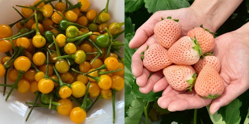  
Nhiều loại quả được bán ở Việt Nam không chỉ độc lạ mà còn rất đắt đỏ. (Ảnh: VietNamNet/ Pinterest)
