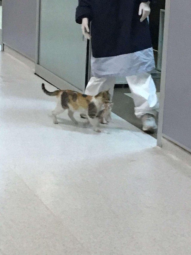  
Mèo mẹ quắp mèo con đến bệnh viện tìm sự giúp đỡ. (Ảnh: 163)