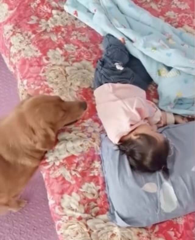  
Chú chó thấy cô chủ nhỏ ngủ không đắp chăn. (Ảnh: Sohu)