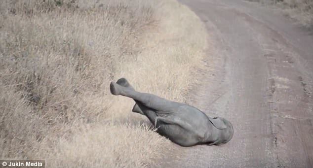  
Khoảnh khắc voi con nằm lăn ra đường, giơ chân lên ăn vạ. (Ảnh: Jukin Media)