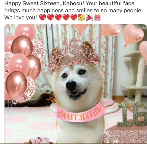  
Cô chó Kabosu vừa kỉ niệm sinh nhật 16 tuổi. (Ảnh: Chụp màn hình)